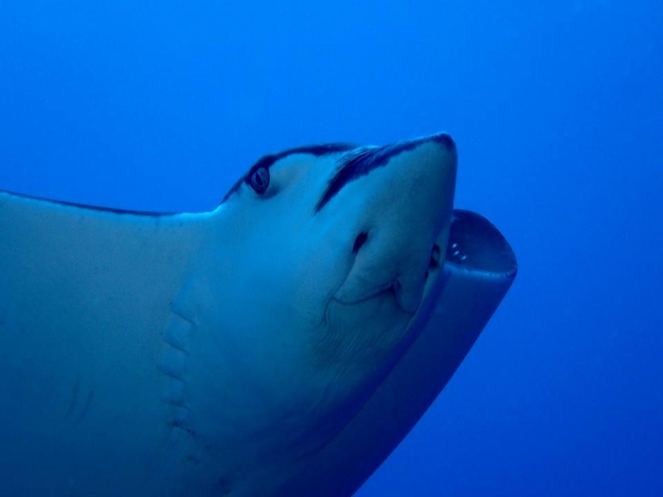 Отель Dolphin Bay Divers Retreat Vatolotolo Экстерьер фото