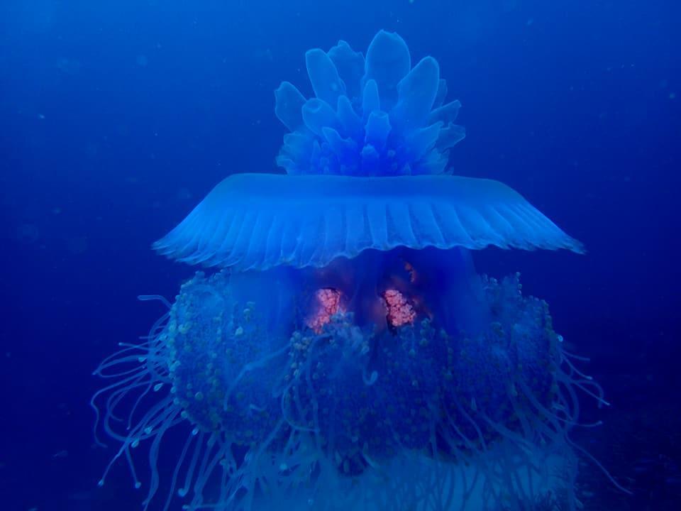 Отель Dolphin Bay Divers Retreat Vatolotolo Экстерьер фото